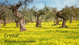  Presentation with forest fairy - Colorful slide set enhanced with dreamlike - impressive views of the olive backdrop and a gold colored foreground