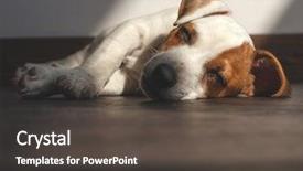  Presentation with war dog - PPT theme enhanced with dreamlike - puppy at home dog sleeping background and a dark gray colored foreground