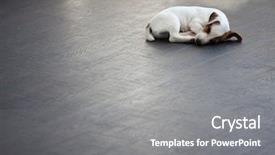  Presentation with sleeping - PPT layouts consisting of dreamlike - puppy sleeping at warm floor background and a gray colored foreground