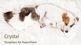 Presentation with cat dog - PPT theme featuring dreamlike - sleeping dog and cat background and a sky blue colored foreground