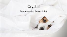  Presentation with pet - Cool new slides with dreamlike - sleeping dog at bed pet backdrop and a white colored foreground