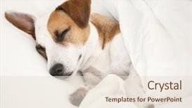  Presentation with pet grooming small dog - Audience pleasing presentation theme consisting of dreamlike - sleeping dog at bed pet backdrop and a lemonade colored foreground