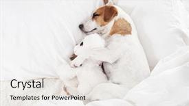  Presentation with pet - Presentation featuring dreamlike - sleeping dog at bed pet background and a sky blue colored foreground