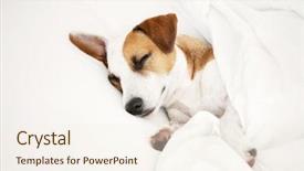  Presentation with pet - Beautiful presentation design featuring dreamlike - sleeping dog at bed pet backdrop and a sky blue colored foreground