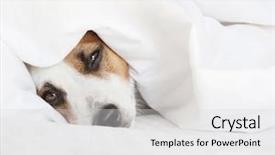  Presentation with sleeping - Presentation theme enhanced with dreamlike - sleeping dog at bed background and a light gray colored foreground