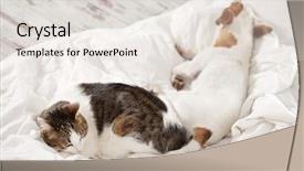  Presentation with dog cat - Audience pleasing slides consisting of dreamlike - sleeping pets on bed cat backdrop and a light gray colored foreground