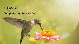  Presentation with feeding tube - Colorful PPT theme enhanced with dreamy image of a hummingbird backdrop and a yellow colored foreground