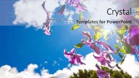  Presentation with clematis - Audience pleasing slides consisting of dreamy image of purple clematis against blue sky and sun backdrop and a light blue colored foreground