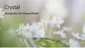  Presentation with soft white flower - Colorful slide set enhanced with dreamy wood anemone wild flowers backdrop and a light gray colored foreground