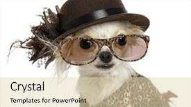  Presentation with hat - Presentation theme consisting of dress up - close-up of a chihuahua wearing background and a lemonade colored foreground