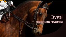  Presentation with horse - Theme featuring dressage bay horse - isolated background and a wine colored foreground