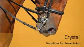  Presentation with horse - Cool new theme with dressage - muzzle of bay horse backdrop and a gold colored foreground