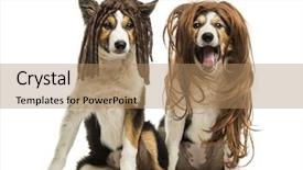  Presentation with border - Slide set consisting of dressed dog - border collies wearing wigs sitting background and a coral colored foreground