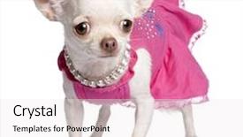  Presentation with background - Colorful theme enhanced with dressed dog - chihuahua in front backdrop and a  colored foreground
