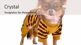  Presentation with puppy - Slide deck enhanced with dressed dog - chihuahua puppy wearing yellow suit background and a soft green colored foreground