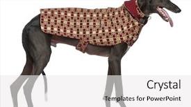  Presentation with evaluation of 5 years old boy - PPT theme consisting of dressed dog - galgo espanol 3 years old background and a white colored foreground