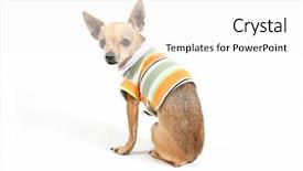  Presentation with t shirt - Amazing theme having dressed dog - tiny chihuahua sitting backdrop and a  colored foreground