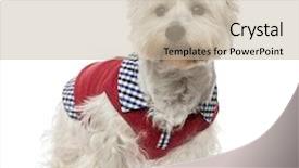  Presentation with west borneo culture - Slides with dressed dog - west highland white terrier background and a  colored foreground