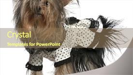  Presentation with black dot - Theme consisting of dressed dog - yorkshire terrier wearing black background and a  colored foreground