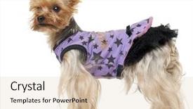  Presentation with purple gold floral - PPT theme having dressed dog - yorkshire terrier wearing purple dress background and a  colored foreground