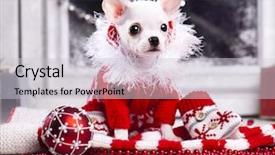  Presentation with puppy - Slide deck enhanced with dressed in a red sweater background and a light gray colored foreground