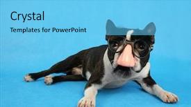  Presentation with karl marx - Presentation with dressed up as groucho marx background and a light blue colored foreground