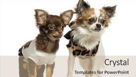  Presentation with black and white old phone - Presentation enhanced with dressed up chihuahua puppies standing background and a coral colored foreground