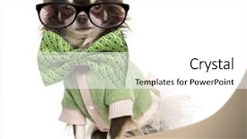  Presentation with glasses - Slide set enhanced with dressed-up chihuahua wearing glasses background and a white colored foreground