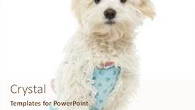  Presentation with sitting teddy bear isolated - PPT layouts with dressed up maltese sitting isolated on white background and a lemonade colored foreground