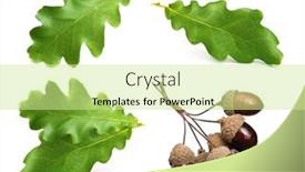  Presentation with isolated fall oak leaf - Audience pleasing slide set consisting of dried-acorns-with-leaf-isolated backdrop and a soft green colored foreground