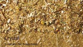  Presentation with chamomile - Cool new theme with dried and milled chamomile closeup backdrop and a gold colored foreground