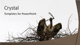  Presentation with serengeti africa - Beautiful presentation featuring beaks - african white-backed vulture bird backdrop and a white colored foreground