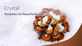  Presentation with pine cone - Amazing PPT layouts having dried brown pine conifer cone seed on snow during winter time in europe with copyspace backdrop and a sky blue colored foreground
