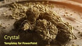  Presentation with cbd - PPT layouts with dried-cannabis-hemp-flowers background and a wine colored foreground