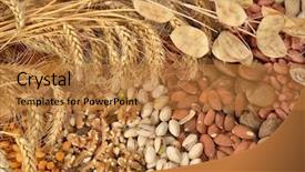  Presentation with cereal - Slide set with peanut farming - dried cereal seeds and fruits background and a gold colored foreground