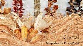  Presentation with corn cob - PPT layouts having dried-corn-on-the-cob background and a yellow colored foreground