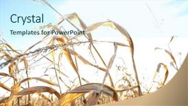  Presentation with corn - Cool new presentation design with dried corn stalks backdrop and a cool aqua colored foreground