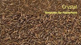  Presentation with cumin - Colorful PPT theme enhanced with dried-cumin-seed-close-up backdrop and a tawny brown colored foreground