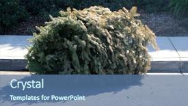  Presentation with christmas tree - Presentation theme having dried dead christmas tree laying background and a ocean colored foreground