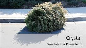  Presentation with animated christmas tree - PPT theme enhanced with dried dead christmas tree laying background and a light gray colored foreground