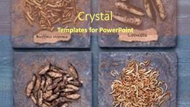  Presentation with wooden - Presentation featuring dried-edible-insects-on-wooden background and a violet colored foreground