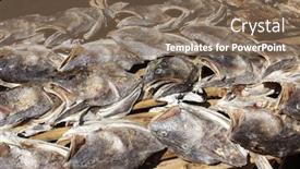  Presentation with heads - Beautiful PPT layouts featuring dried fish heads backdrop and a violet colored foreground