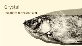  Presentation with vintage - PPT theme having dried-fish-on-a-vintage background and a cream colored foreground