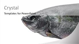  Presentation with fish - Audience pleasing PPT theme consisting of dried-fish-on-a-white backdrop and a white colored foreground