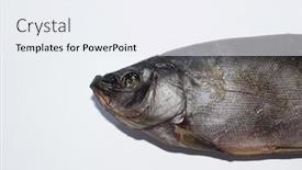  Presentation with fish - Slide set featuring dried-fish-on-a-white background and a sky blue colored foreground