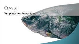  Presentation with fish - Cool new slide deck with dried-fish-on-a-white backdrop and a white colored foreground