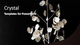  Presentation with dark flower - Cool new slide set with dried-flower-on-dark-background backdrop and a black colored foreground