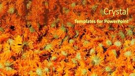  Presentation with calendula - Audience pleasing slide deck consisting of dried-flowers-of-calendula backdrop and a crimson colored foreground