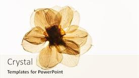  Presentation with white flowers - Beautiful slide deck featuring dried-flowers-on-the-white backdrop and a lemonade colored foreground