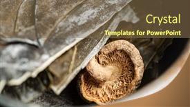  Presentation with japanese - Audience pleasing PPT theme consisting of dried-ingredients-for-japanese-broth backdrop and a tawny brown colored foreground